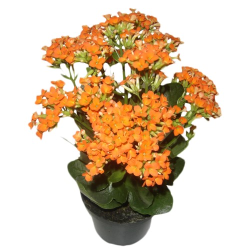 Flor Kalanchoe P11 Holambelo com 1 Unidade